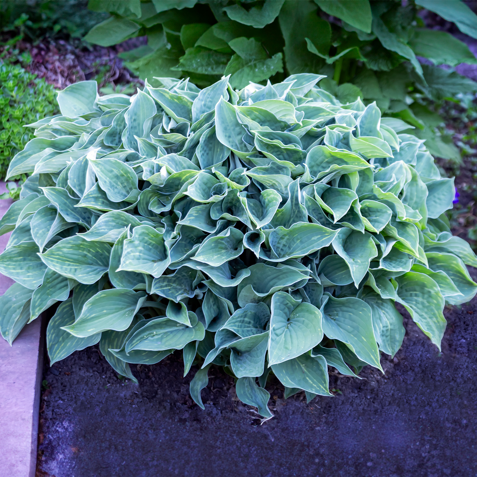 Blue green hosta