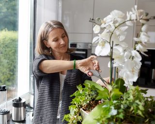 woman pruning an orchid at home