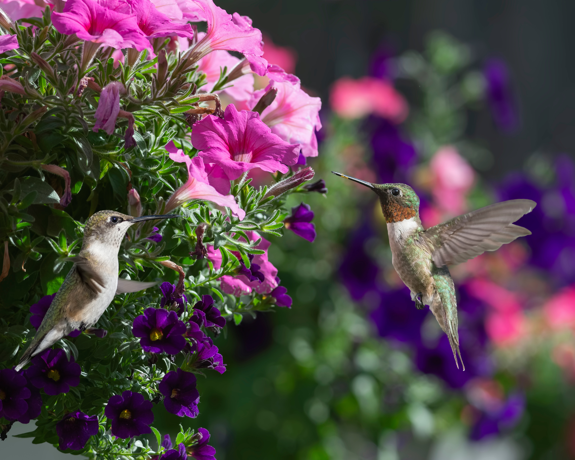 two hummingbirds about to feed from a hanging basket of petunias
