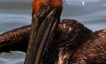 An oil-soaked pelican