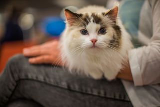 A cat sitting on a lap