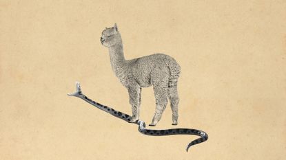 Photo collage of a llama stepping on a snake