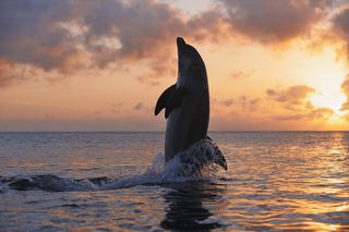 Dolphin walking on water