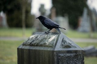 A raven sitting on top of a gravestone