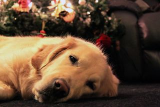 A golden retriever by the christmas tree