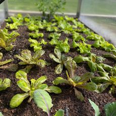 Lettuce and kale seedlings in a cold frame