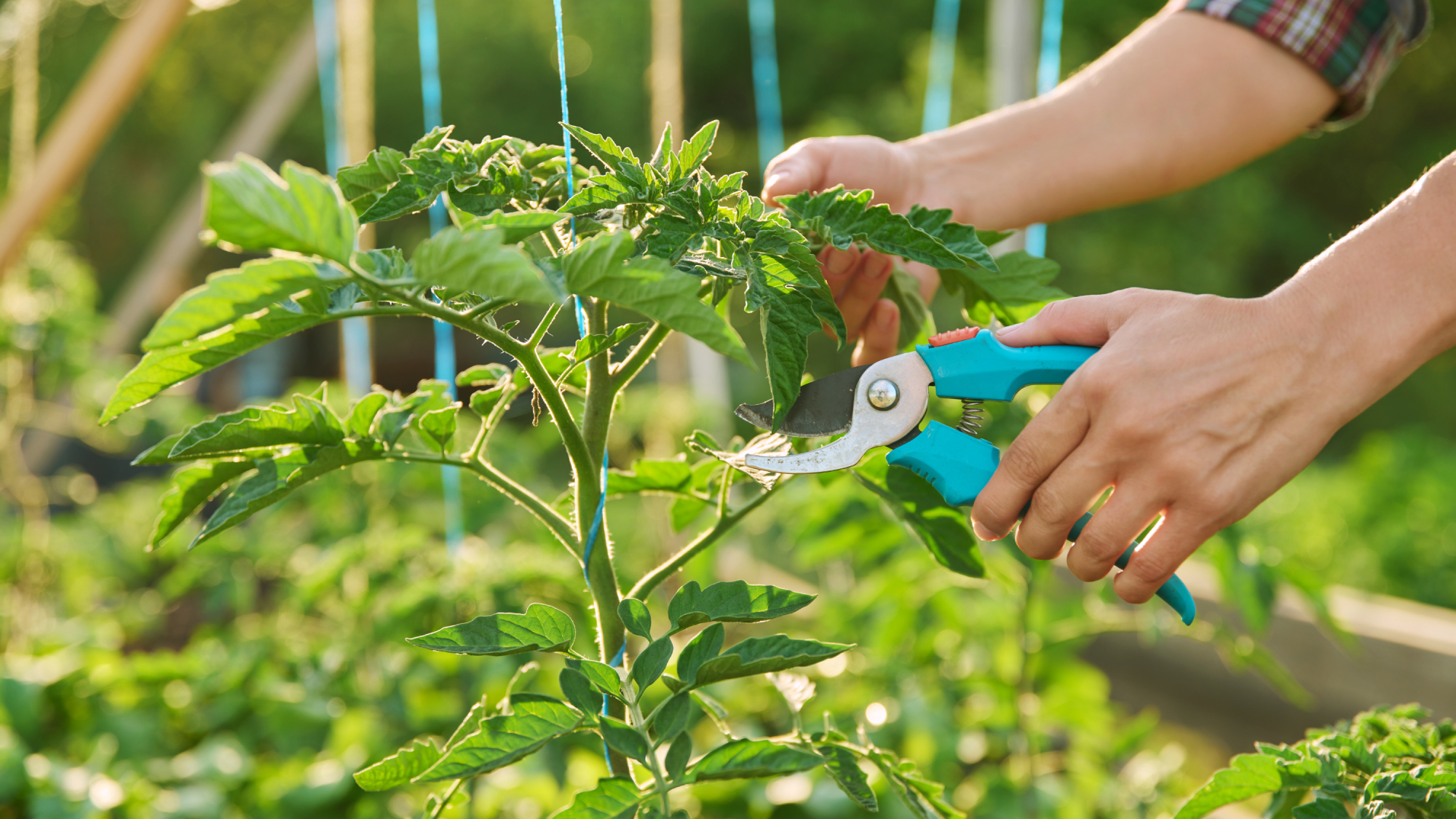 woman's hands pruning tomato plant