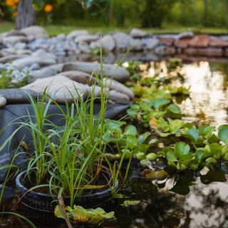 Pond plants close up