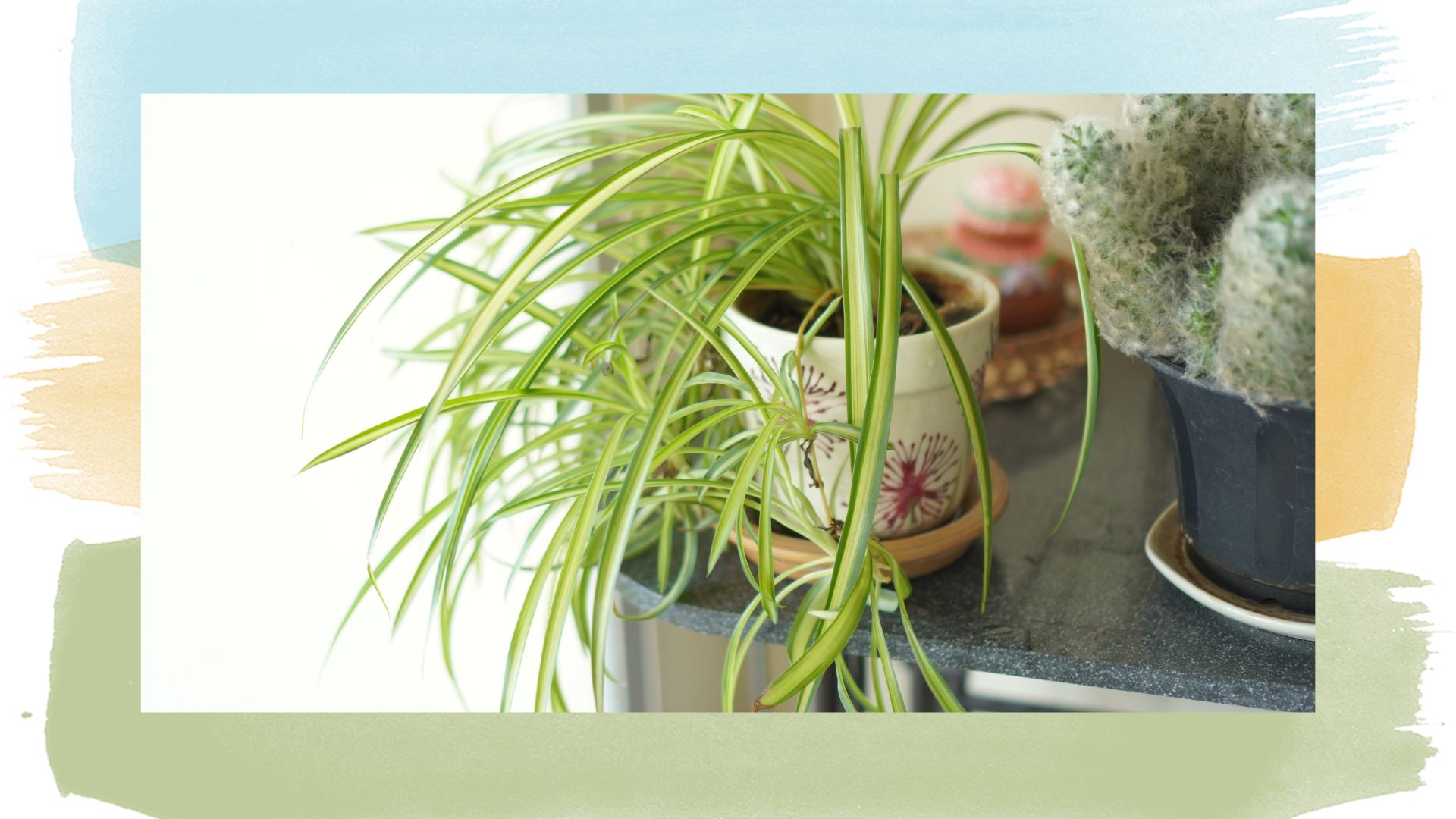 spider plant on counter in home