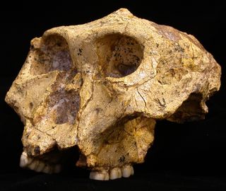 An example of Paranthropus robustus, one of the South African fossil hominin species studied by Sandi Copeland and colleagues that was found to be characterized by female dispersal.
