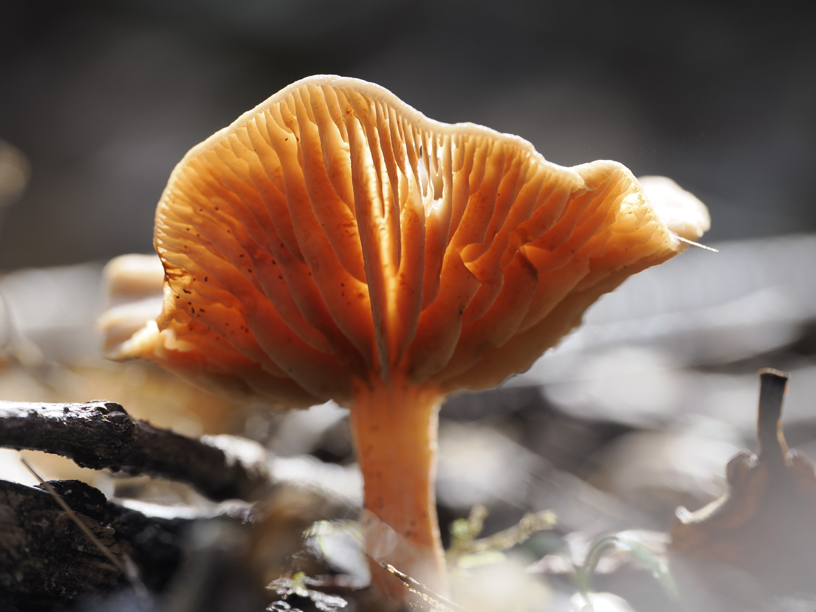Macro photo of a mushroom with strong backlighting