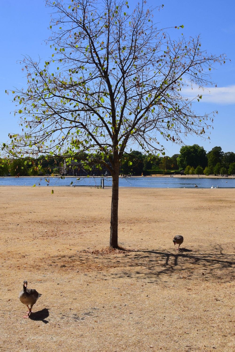 Greylag geese look for food in a completely dry Kensington Gardens as drought conditions continue. An amber heat health alert has been issued as the fifth heatwave of the year hits the UK.