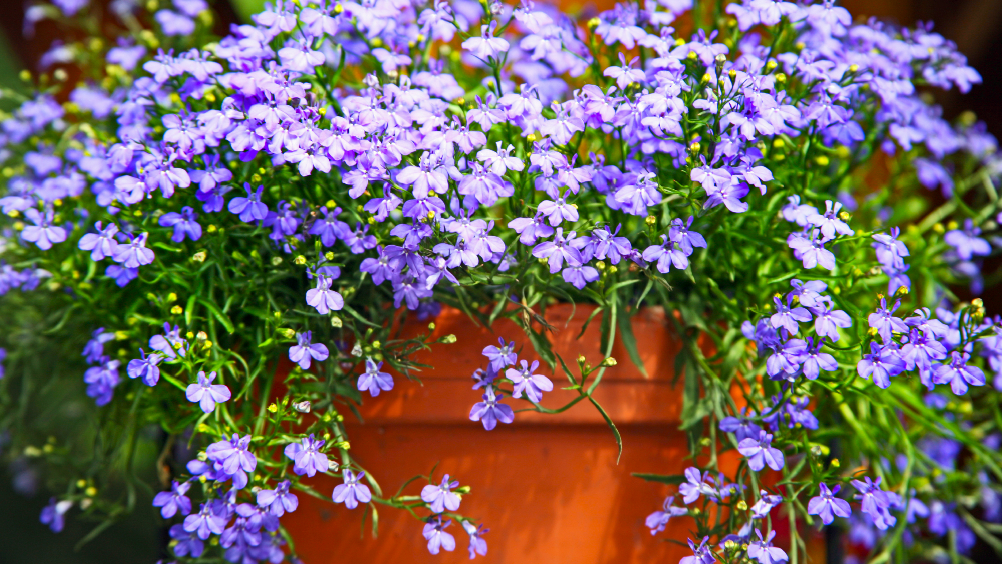 Terracotta pot with blue lobelia