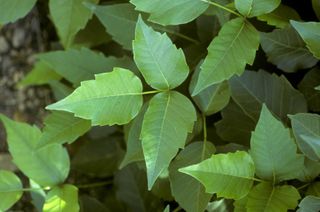 how to get rid of poison ivy: closeup of leaves