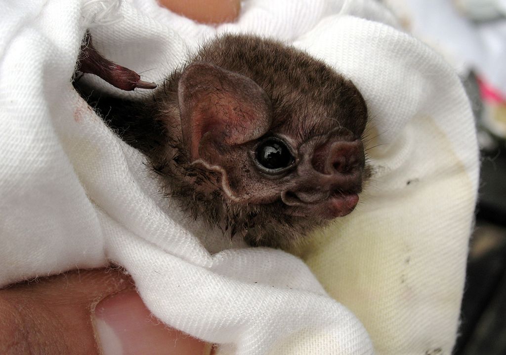 Well, That Sucks Vampire Bats Found Drinking Human Blood Live Science