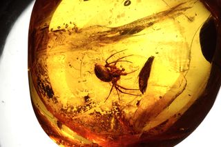 spiders, research, Spider in amber, spider fossil