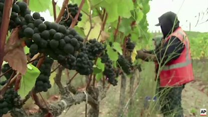A farm worker picks pinot grapes in Oregon