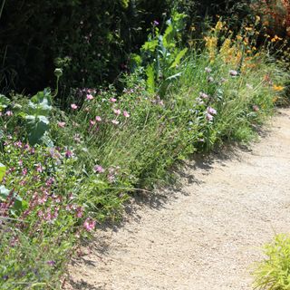 Gravel garden path running beside ground cover plants at RHS Chelsea Flower Show