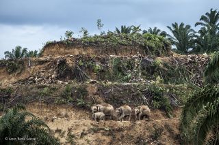 Wildlife Photographer of the Year 2017