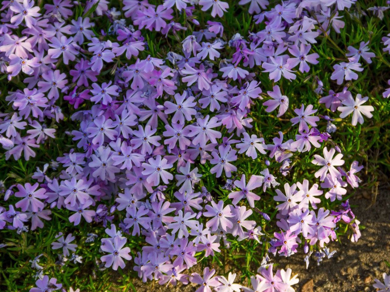 About Creeping Phlox - How To Plant And Care For Creeping Phlox Plants ...