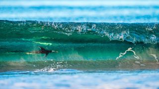 A Gentoo penguin surfing through a wave on Sea Lion Island on the Falkland Islands