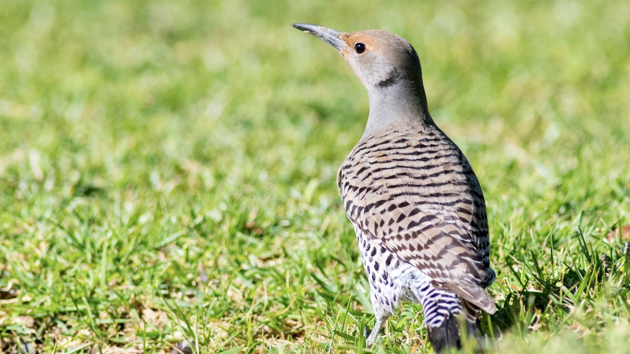 Northern Flicker bird on grass