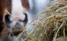 horsehay.jpg
