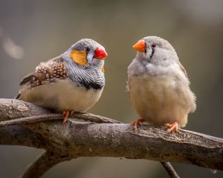 Two zebra finches on a tree limb.