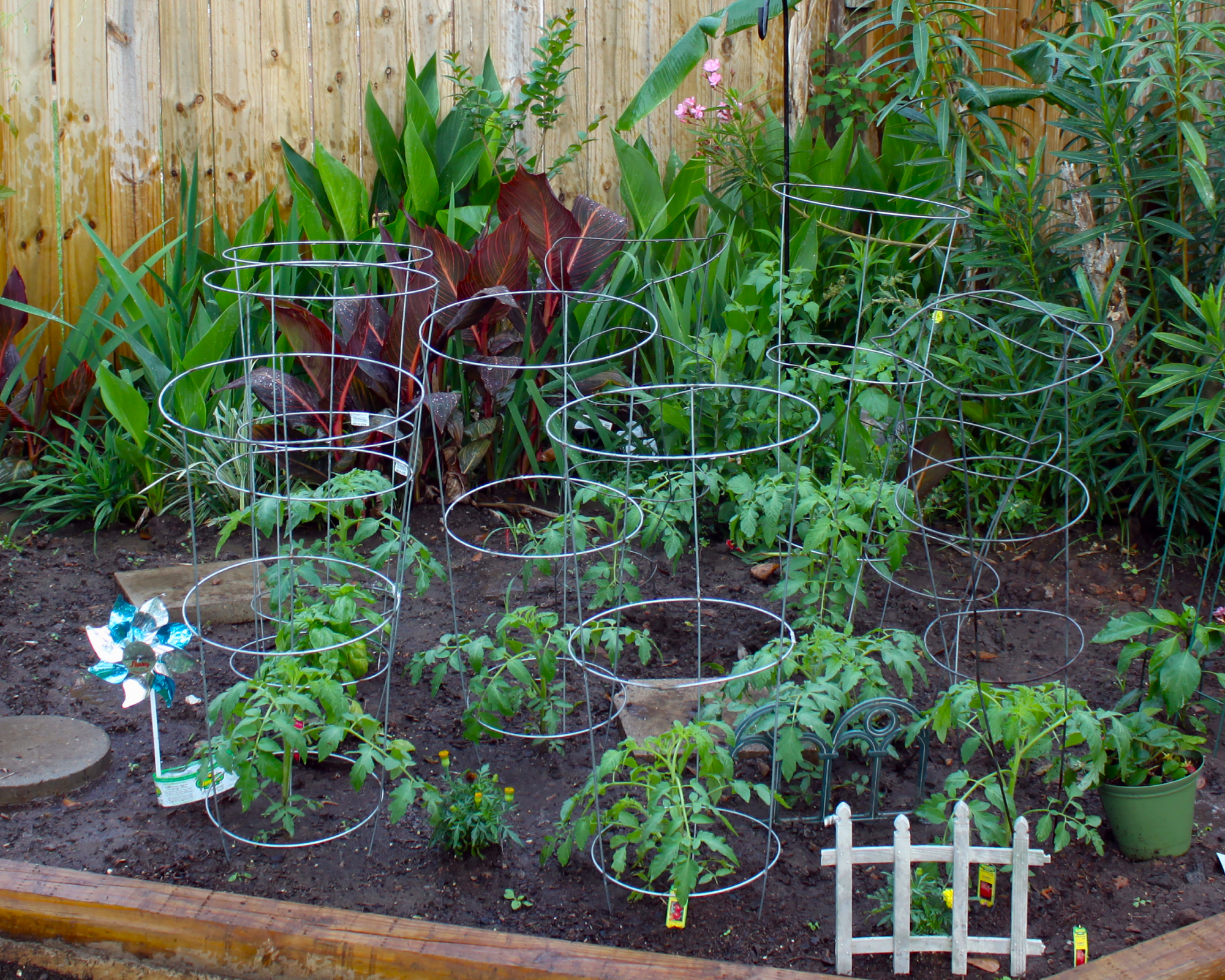 tomato cages in a garden