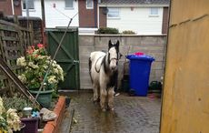 pony-dumped-in-garden1.jpg