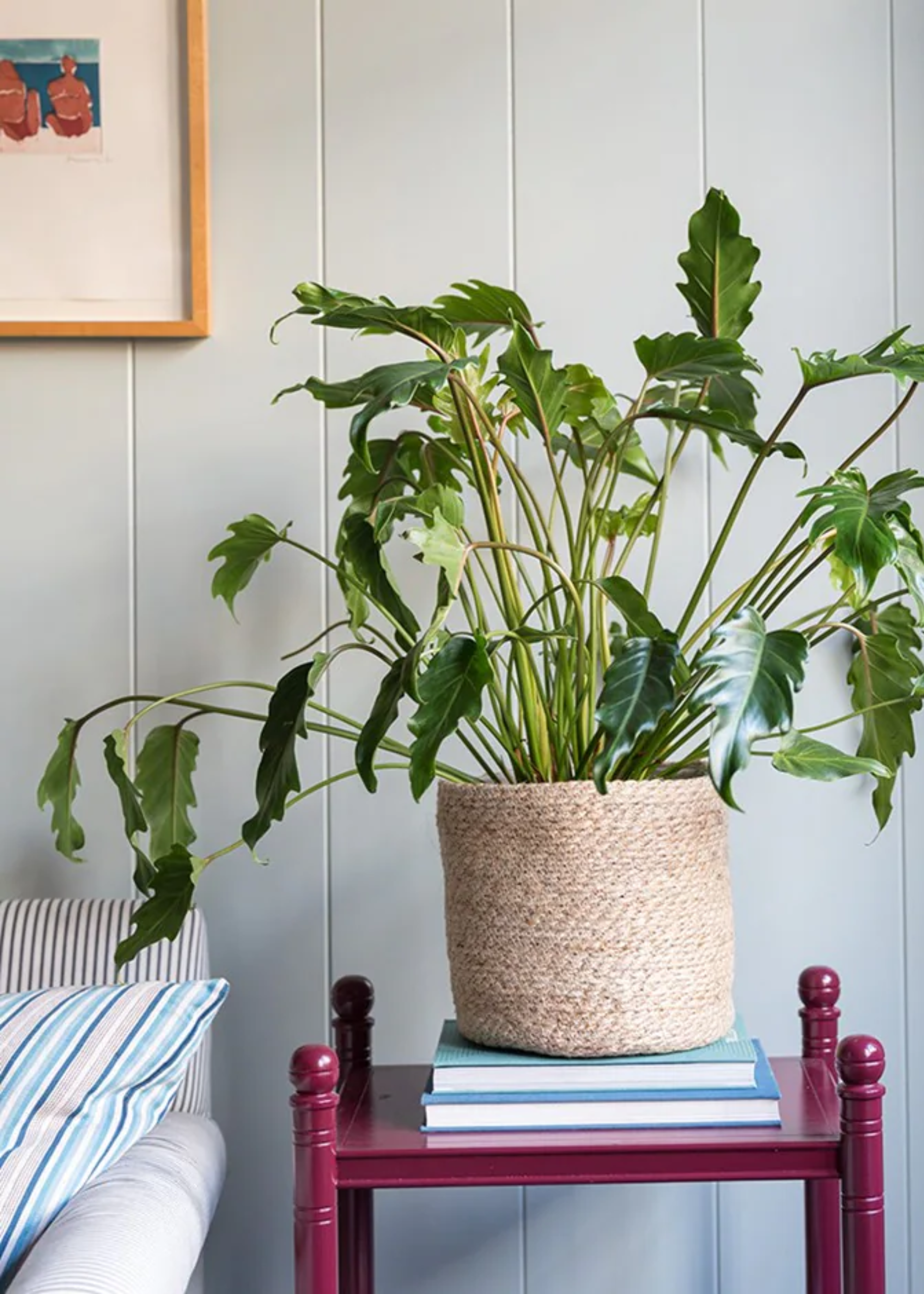 A potted philodendron xanadu on a stack of books on a wooden plinth