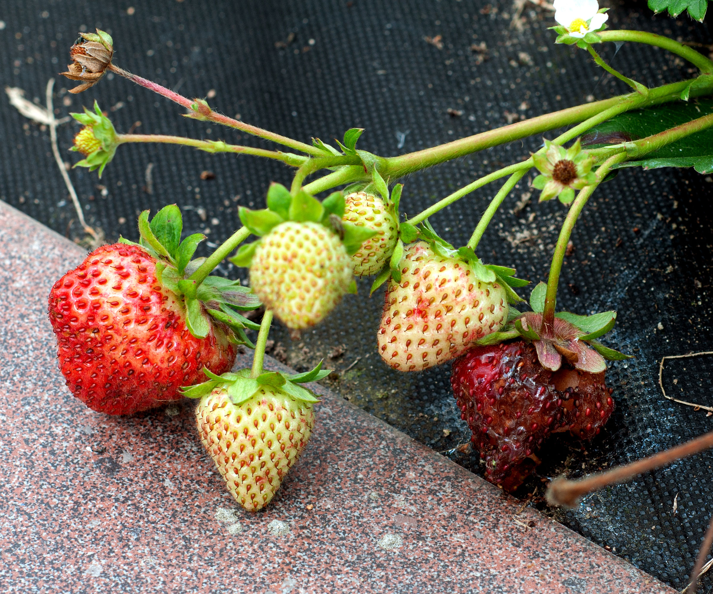 strawberry fruits with signs of anthracnose
