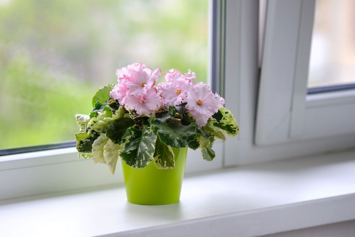 Houseplants For West Windows Best Plants For West Window Light