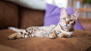 Bengal kitten lying on couch