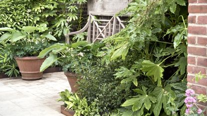 A wooden bench surrounded by green foliage of fatsia, hostas, and more