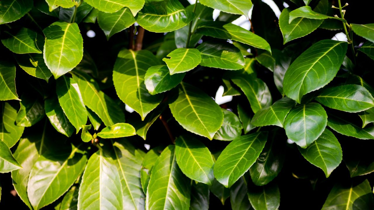 Close up of the leaves of a laurel hedge