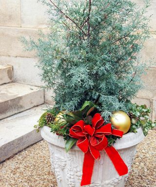 Juniper holiday porch pot