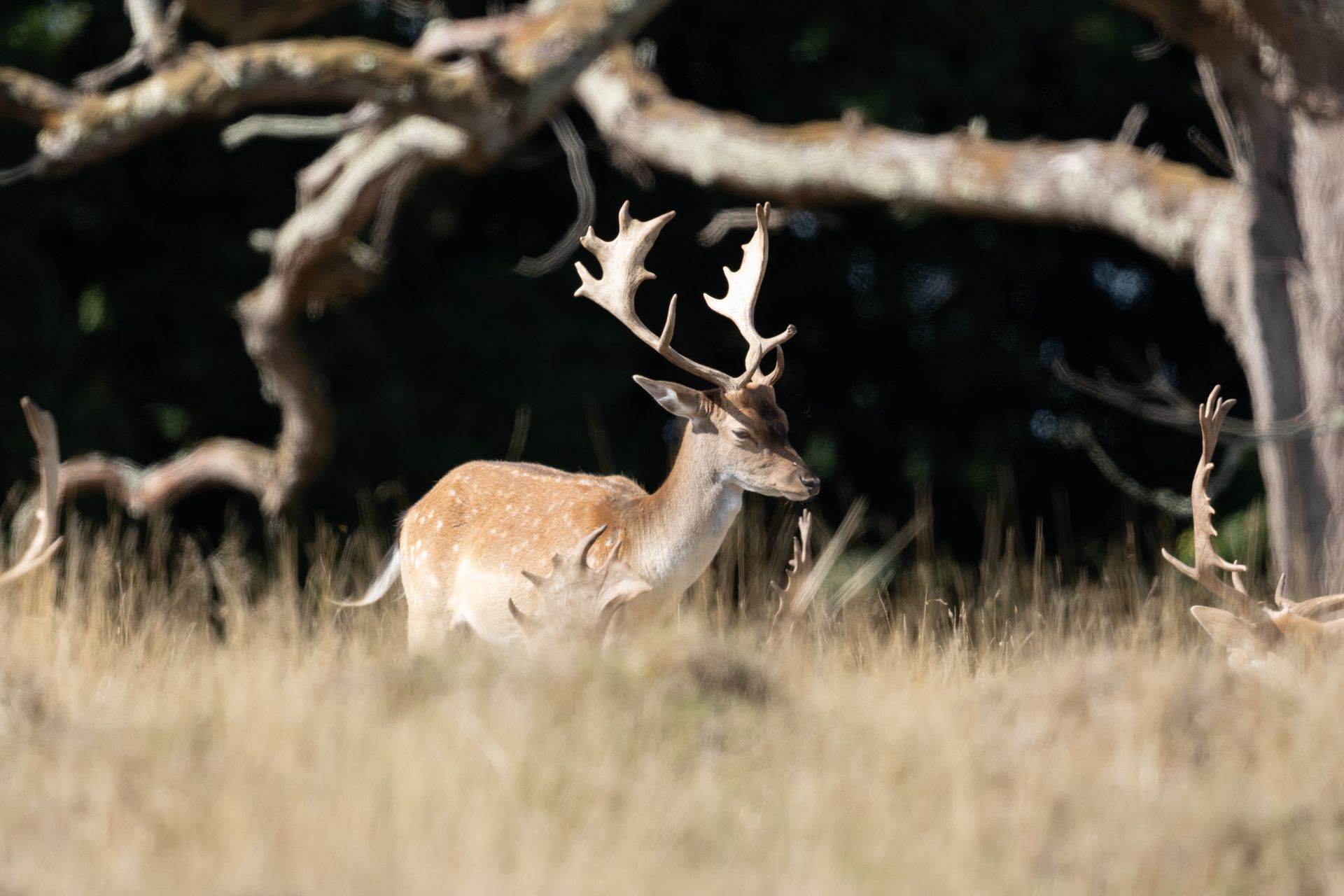 Telephoto image of a deer in a deer park