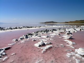 great salt lake, microbes, extremophiles, archaea