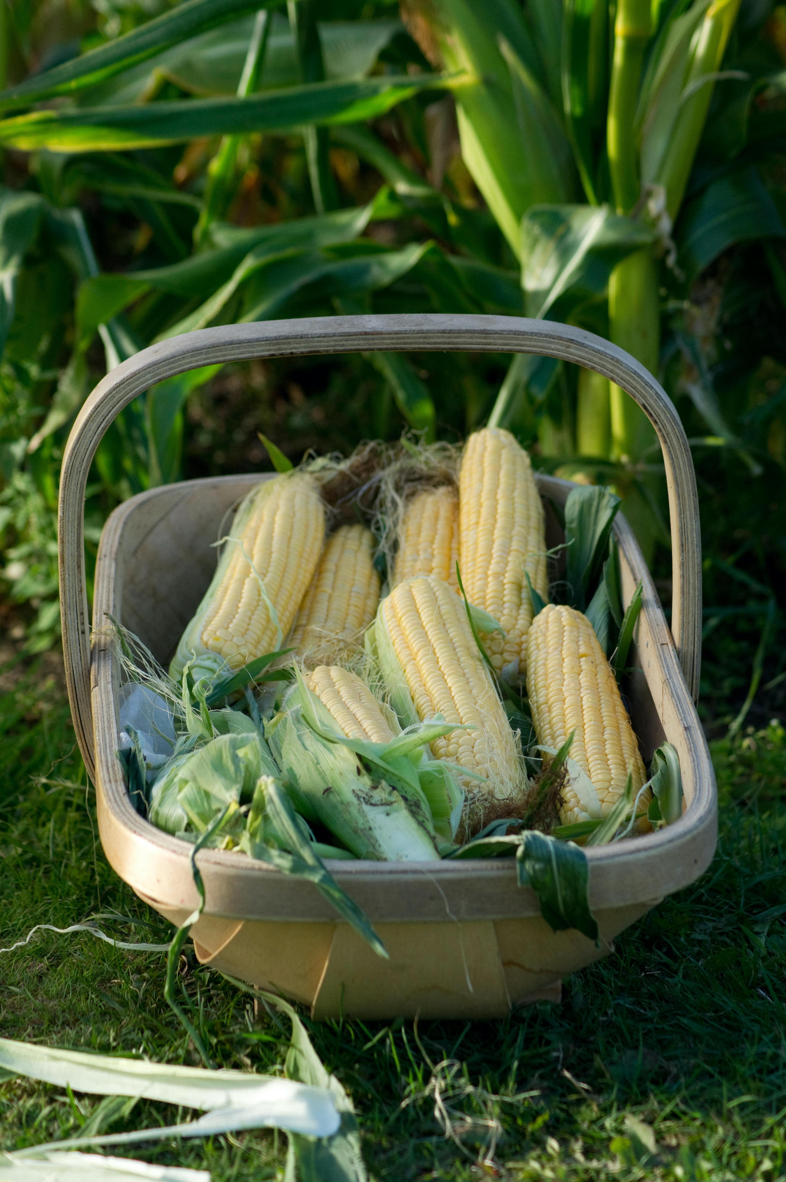 sweetcorn harvest