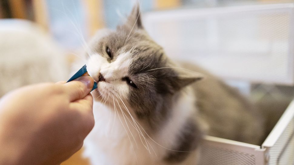 How long can cats go without food? PetsRadar