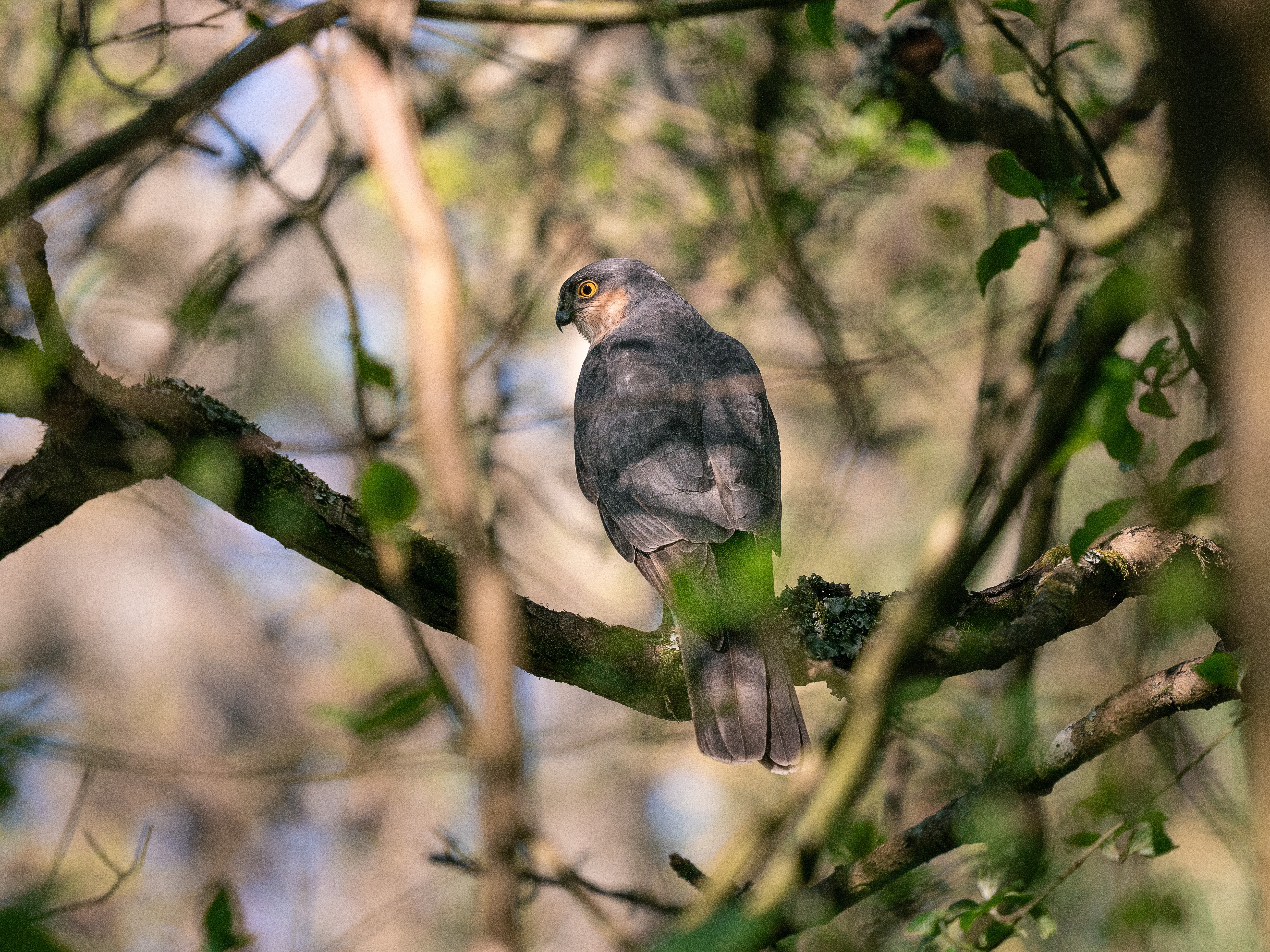Sparrow hawk at Slimbridge Wetland Centre in a tree
