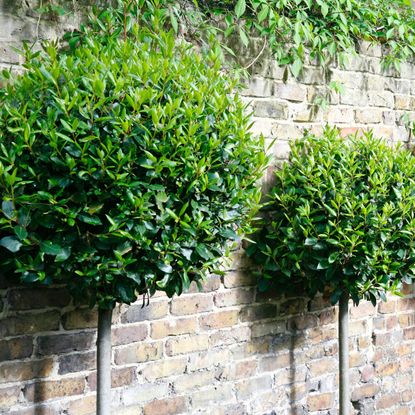 bay trees in lollipop shapes lined against brick wall
