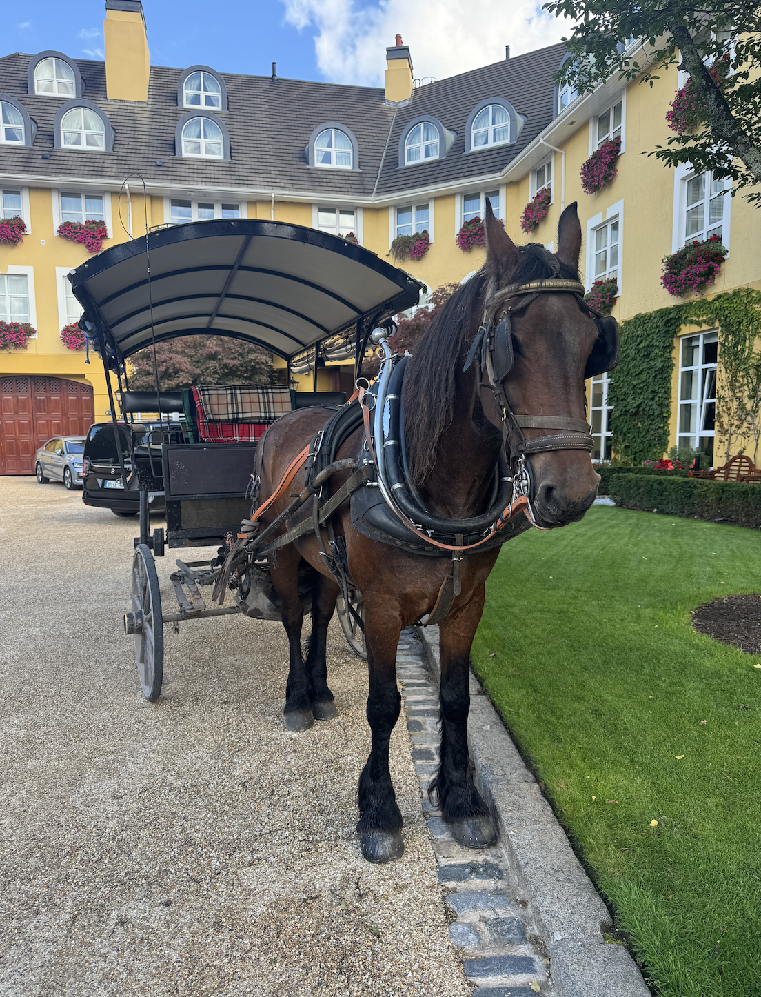 A horse and carriage outside a yellow building covered in flowers and ivy