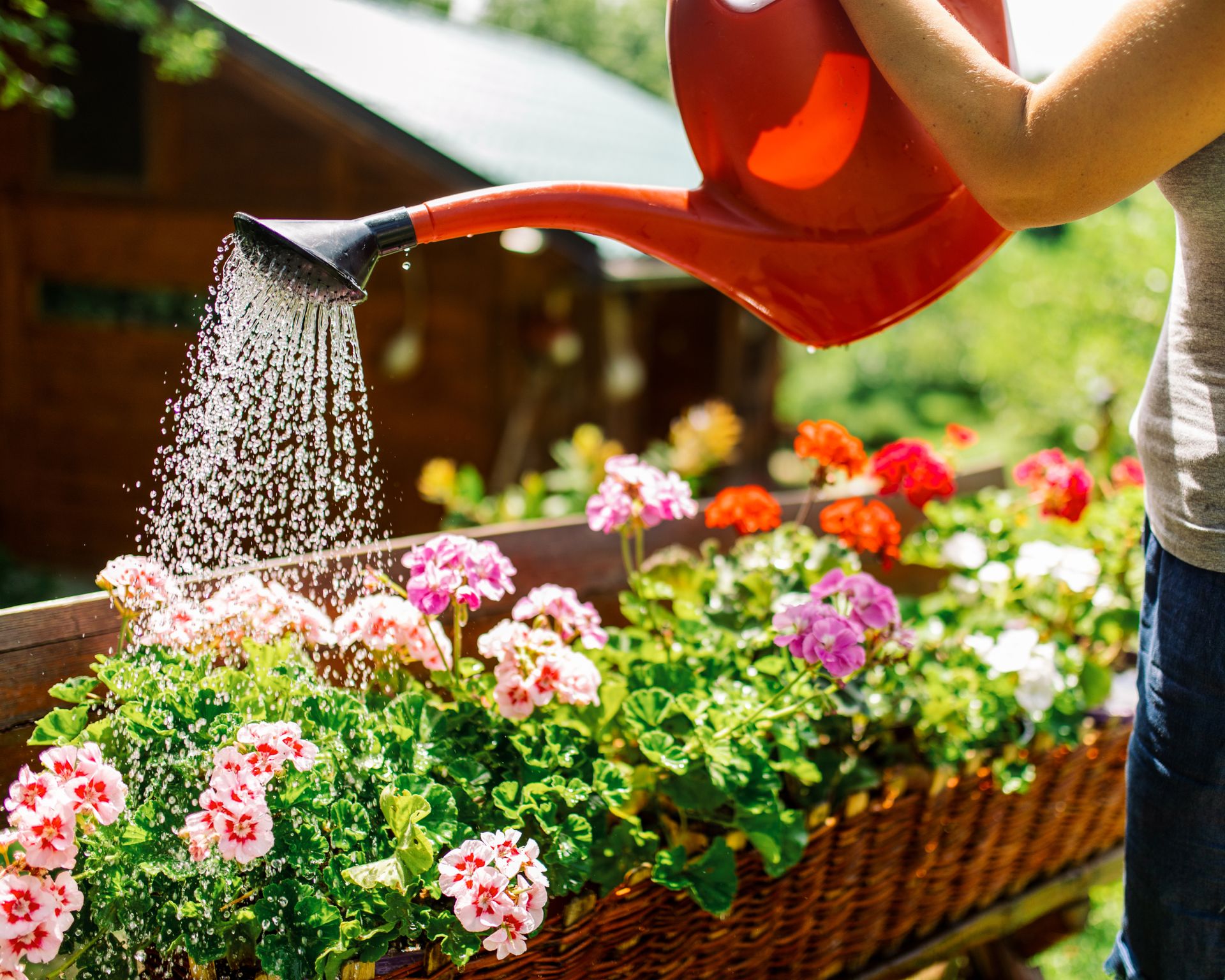 Woman watering geraniums in basket