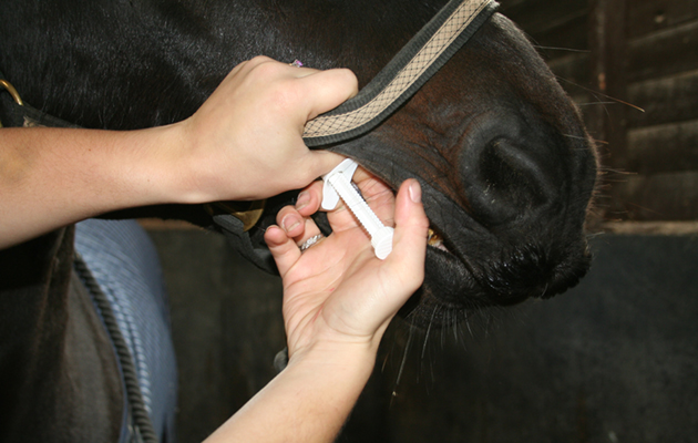 KOB Worming_173544001_250409272