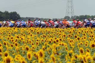 Sunflowers, Tour de France 2010, stage 6