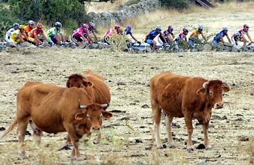 Cows love the Vuelta