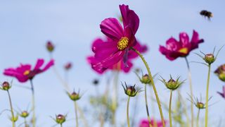 Cosmos flowers to attract bees