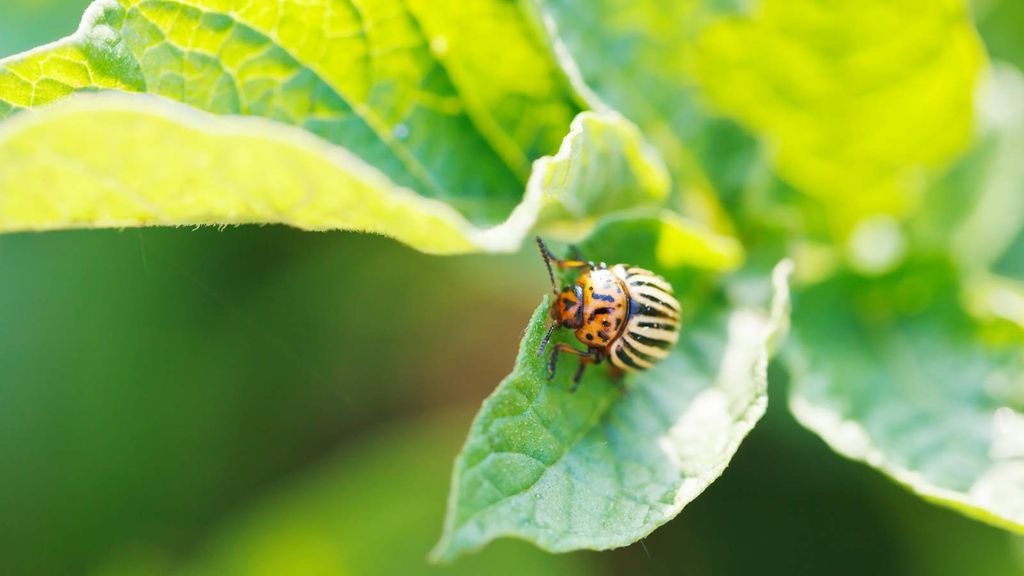 Colorado potato beetles: expert tips to deal with the pests | Homes and ...